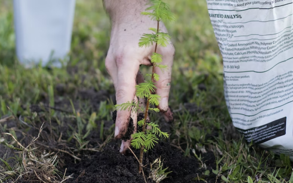 5 Reasons Why We Should All Be Planting Trees