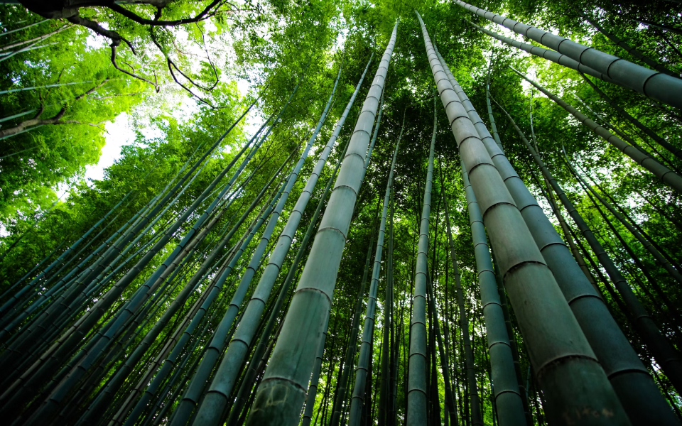 Bamboo - Lo bueno, lo malo y lo feo de su impacto ambiental